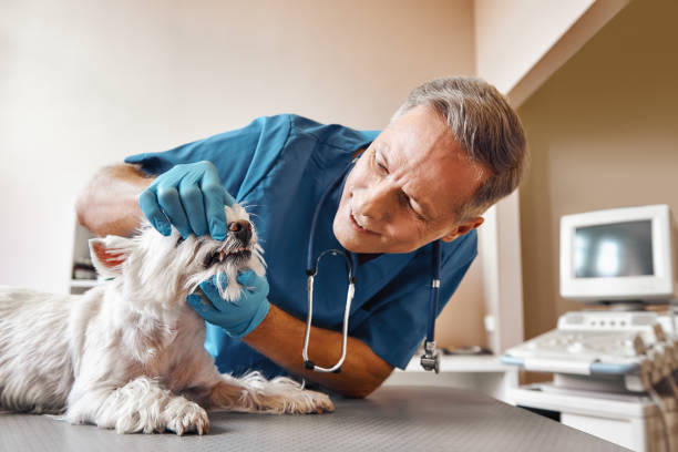 Best Root Canal Emergency Dentist  in Dublin, TX